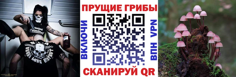 Купить где Ухта Псилоцибиновые грибы Psilocybe